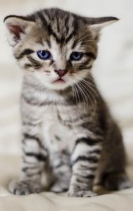 photo of a cute kitten
