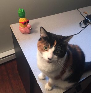 a cat sitting on a desk